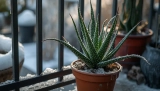 Peut-on laisser un Aloe Vera dehors l&rsquo;hiver ? Conseils